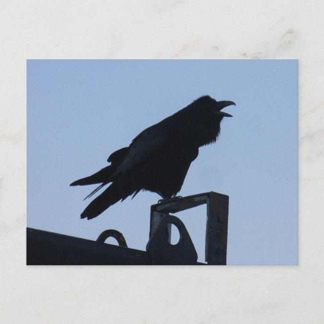 Raven in Silhouette, Unalaska Island Postcard (Front)