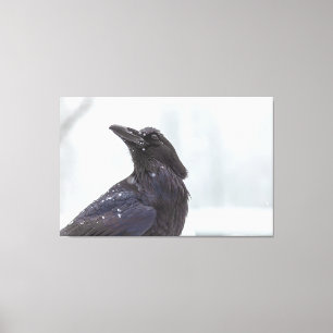 Raven in Snow Canvas Print