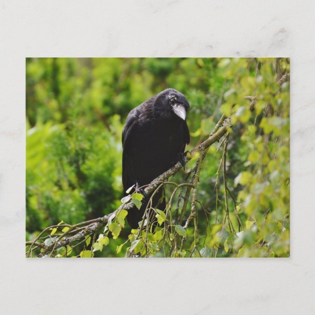 Raven in Tree Postcard (Front)