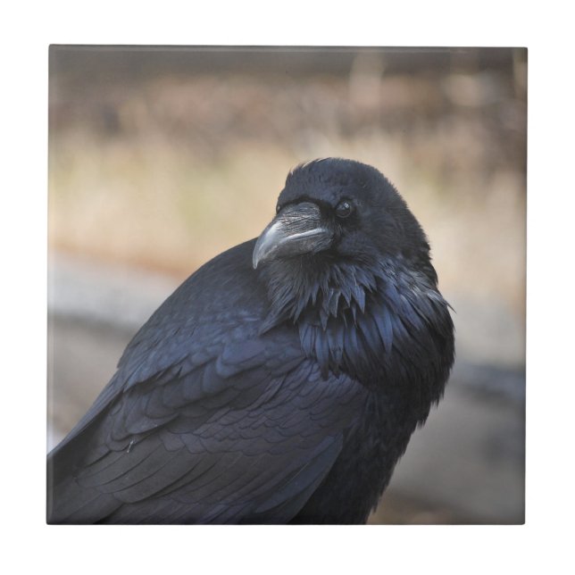 Raven in Yellowstone National Park Tile (Front)