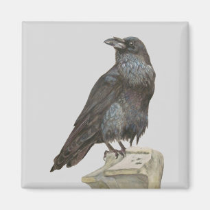 Raven Magnet