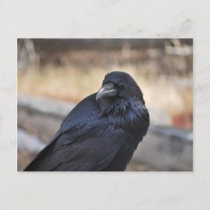 Raven of Yellowstone Postcard
