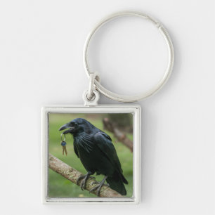 Raven on a Branch with Key Ring