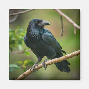 Raven on a Tree Branch Magnet