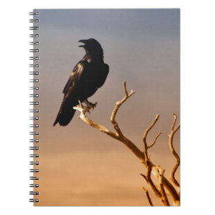 Raven on Sunlit Tree Branches, Grand Canyon Notebook
