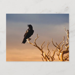 Raven on Sunlit Tree Branches, Grand Canyon Postcard