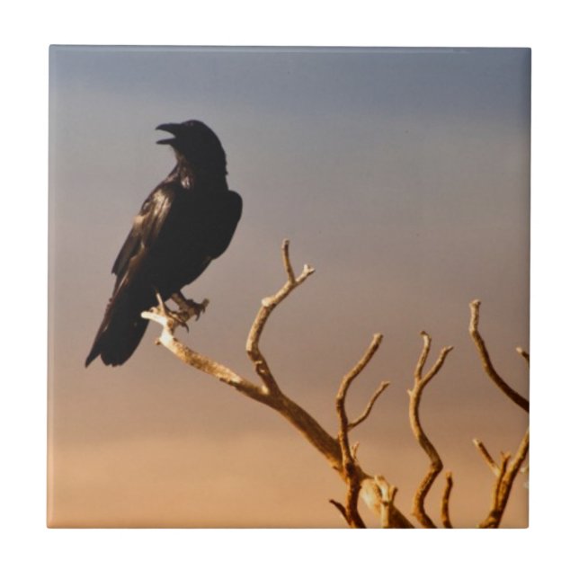 Raven on Sunlit Tree Branches, Grand Canyon Tile (Front)