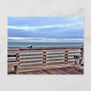 Raven on the Jennette's pier obx North Carolina Postcard