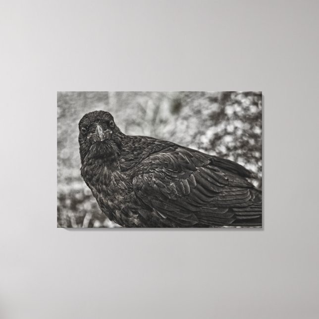 Raven P9239 Canvas Print (Front)
