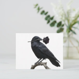 Raven Postcard