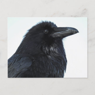 Raven Postcard