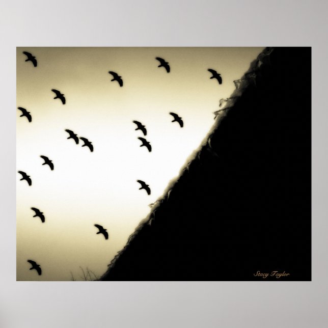 Ravens in Flight Poster (Front)