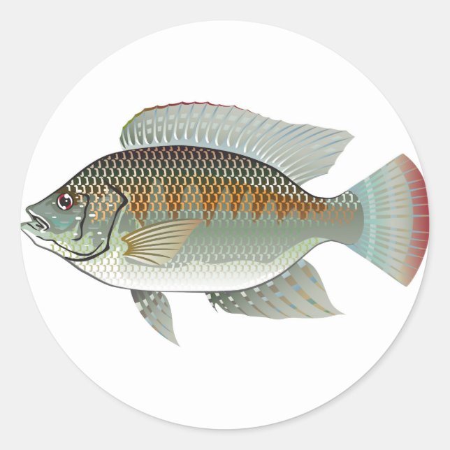 Raw Seafood Tilapia Fish Vector Classic Round Sticker (Front)