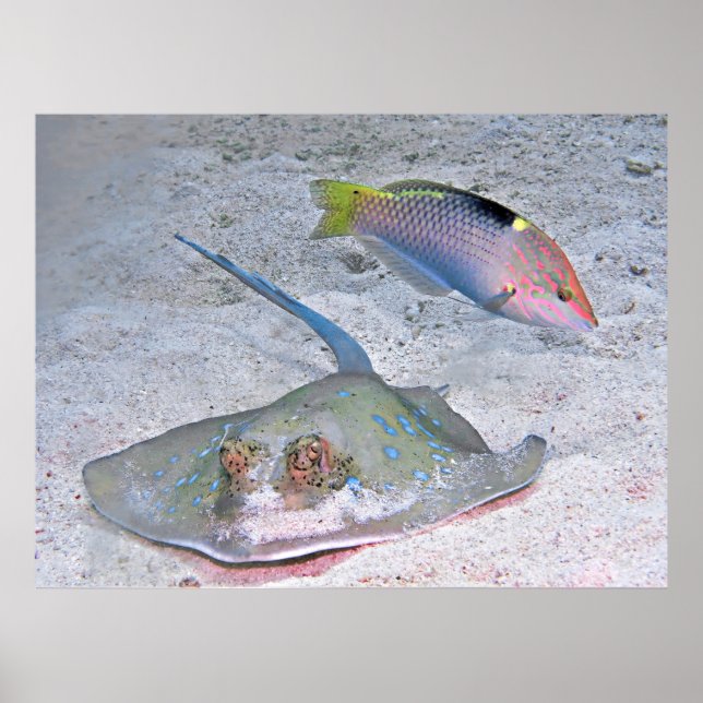 Ray and Wrasse Poster (Front)