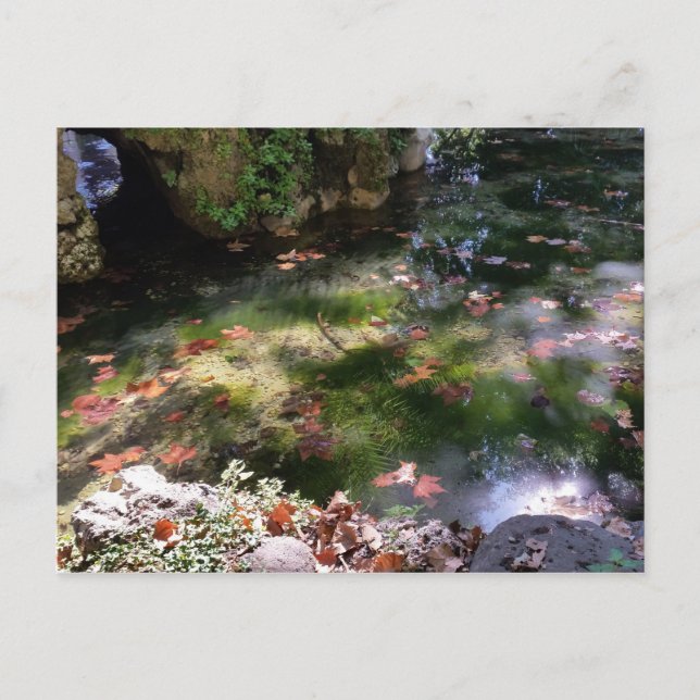 rays and leaves on water postcard (Front)