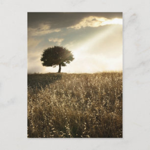 Rays of light break through the dramatic sky postcard