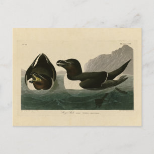 Razor Bill, John James Audubon's Birds of America Postcard