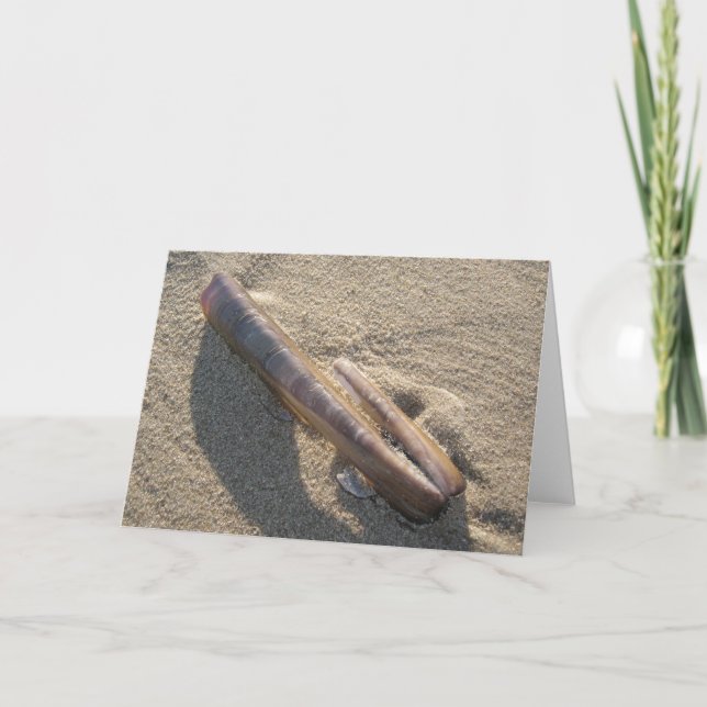 razor clam card (Front)