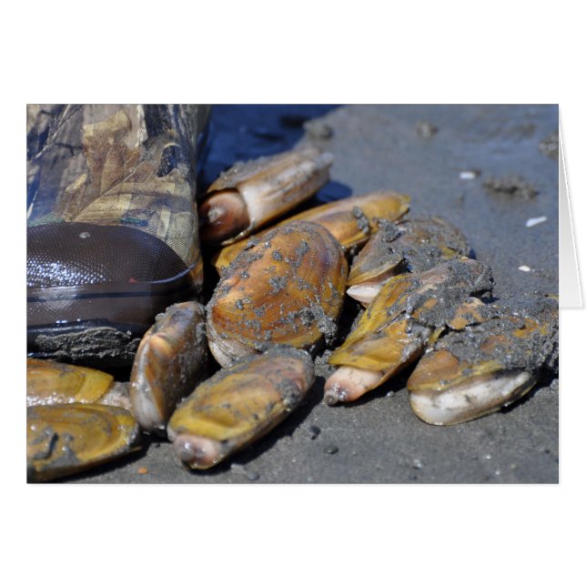 Razor Clams (Front Horizontal)