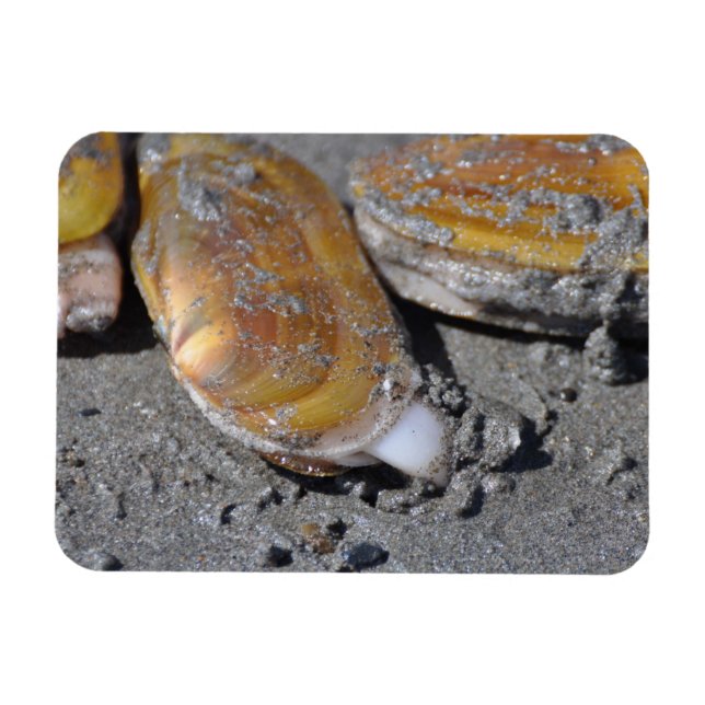 Razor Clams Diggging Magnet (Horizontal)