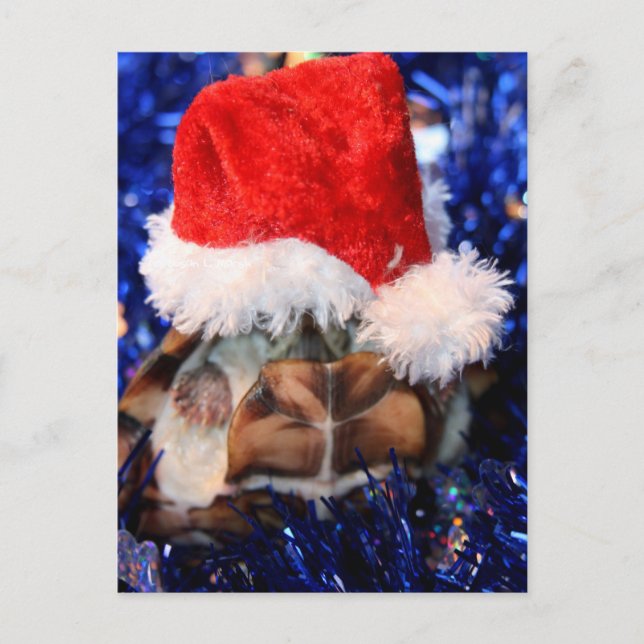 Razorbacked Musk Turtle, Santa Hat over head Holiday Postcard (Front)