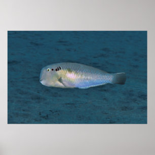 Razorfish Poster