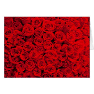 Razzle Dazzle Roses
