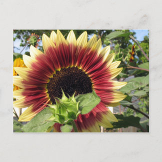 Razzmatazz Sunflower Postcard