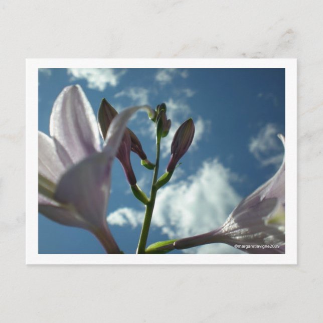 "Reach for the Sky" Postcard (Front)