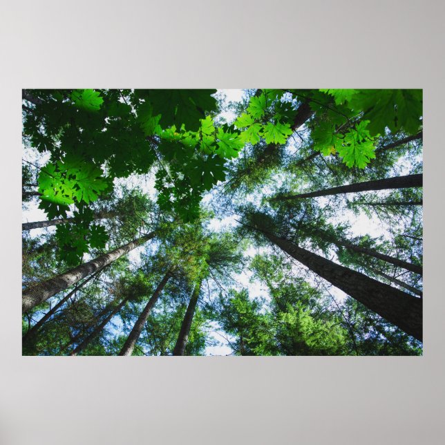 Reach for the Sky Tree Photograph Poster (Front)