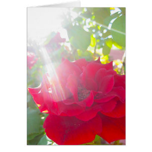 Reach for the Sun (5)