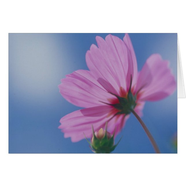 Reaching for the Sun (Front Horizontal)