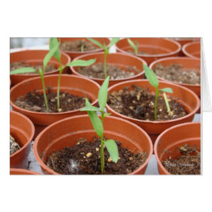 Reaching for the Sun