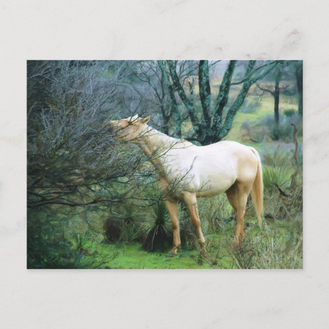 Reaching high for dinner postcard (Front)