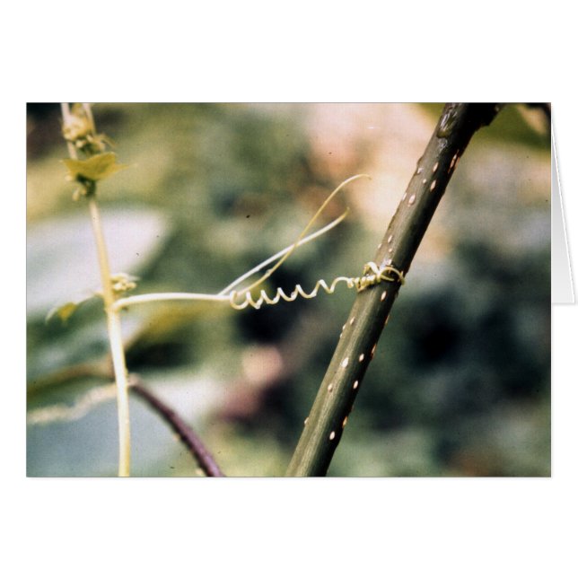 Reaching Out.... (Front Horizontal)