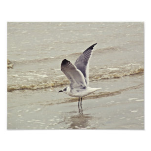 Ready for flight Photo