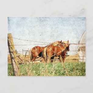 Ready For Work, Two Draught Horses Postcard