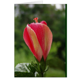 ready to bloom