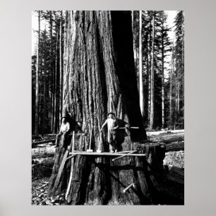 READY to DROP A GIANT SEQUOIA c. 1888 Poster