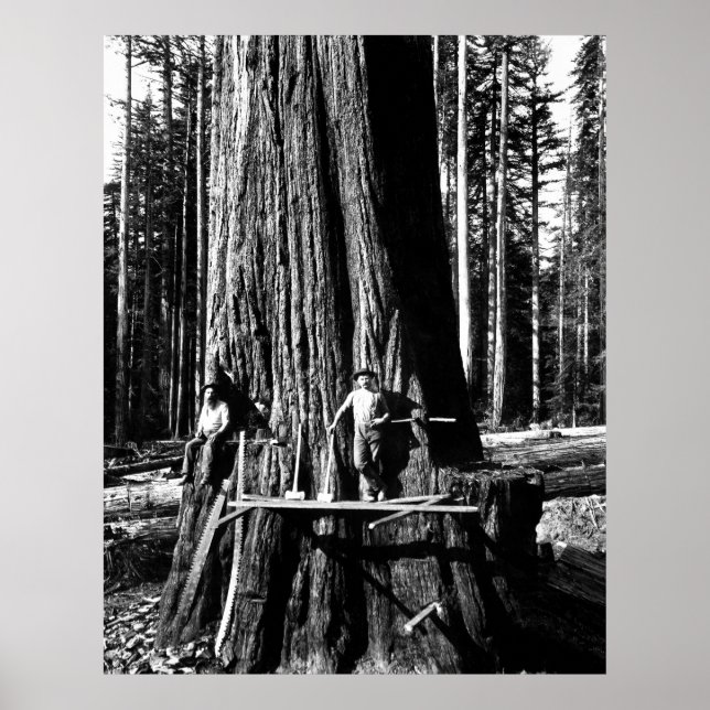 READY to DROP A GIANT SEQUOIA c. 1888 Poster (Front)