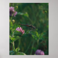 Ready to Fly - Dragonfly Poster