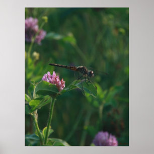 Ready to Fly - Dragonfly Poster