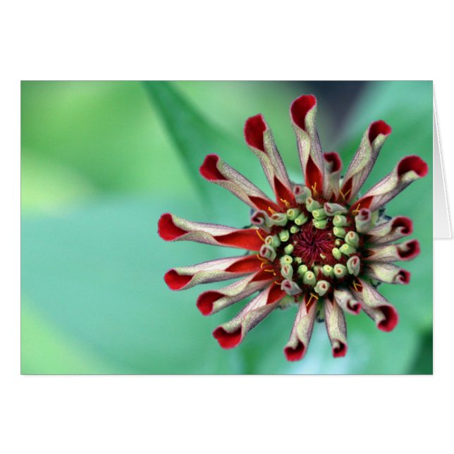 Ready to Unfurl! (Front Horizontal)