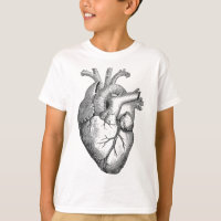 Real Anatomical Human Heart Drawing