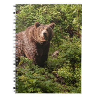 Real Bear Gifts,Grizzly Bear,Grizzly Bear Journal