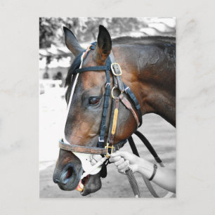 "Real Estate" ridden by Alex Solis Postcard