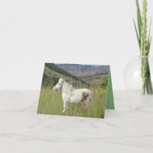 Real Miniature Horse in mountains birthday other Card
