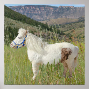 Real Miniature Horse in mountains wish Poster