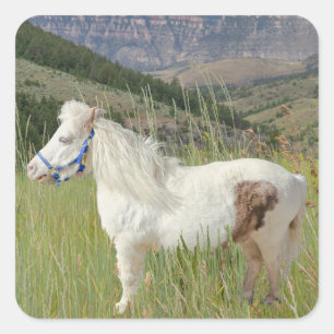 Real Miniature Horse in mountains wish Square Sticker