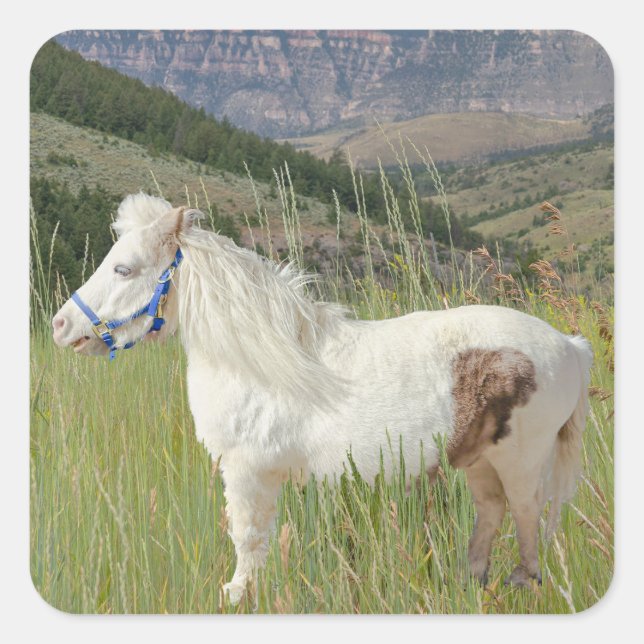 Real Miniature Horse in mountains wish Square Sticker (Front)